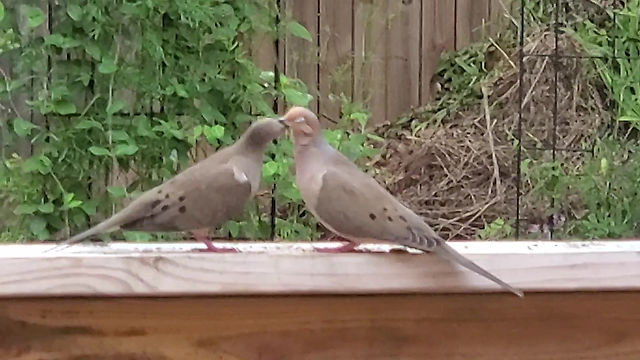 Mourning Doves Allopreening During Courtship